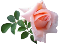 flower_107 (207x154, 58Kb)