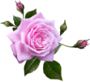 rose-3332241_960_720 (185x170, 45Kb)