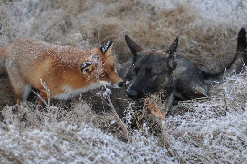 fox n dog01 800x530 Невозможная дружба: лиса и охотничий пёс